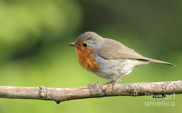 Robin Birds Nature Photography Garden Pskeltonphoto Prints Canvas Cards Posters Poster featuring the photograph Robin #1 by Peter Skelton