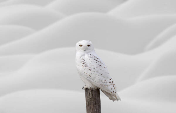 Snowy Owl Poster featuring the photograph Snowy Owl #1 by Mark Duffy