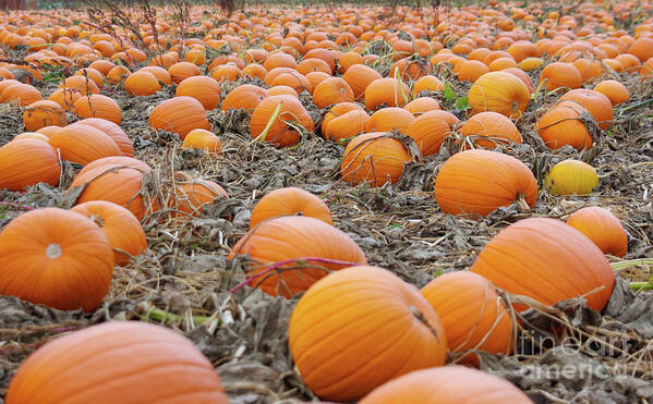 Farm Poster featuring the photograph Pumpkin Patch #2 by Bruce Block