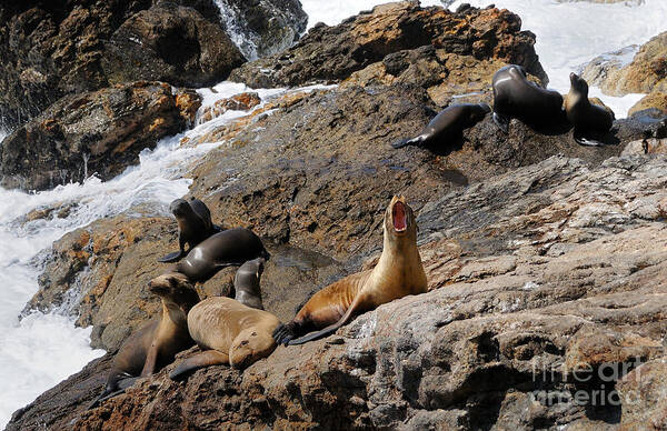 Sealions Poster featuring the photograph Sealions #2 by Marc Bittan