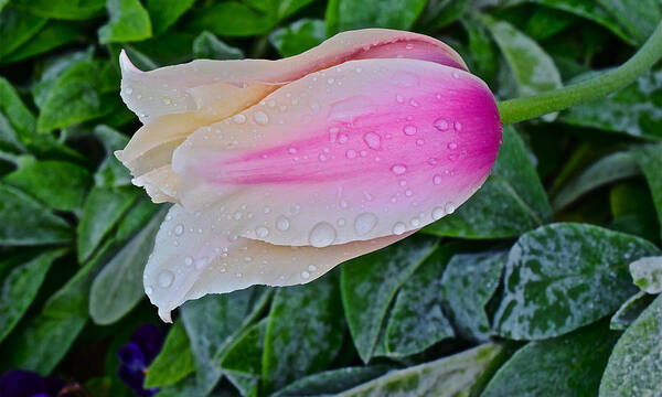 Tulips Poster featuring the photograph 2015 Spring at Olbrich Gardens Lily Tulip in the Rain by Janis Senungetuk