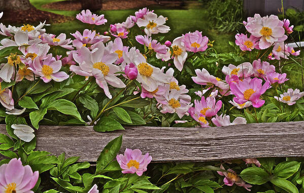 Peonies Poster featuring the photograph 2015 Summer's Eve Front Yard Peonies 1 by Janis Senungetuk