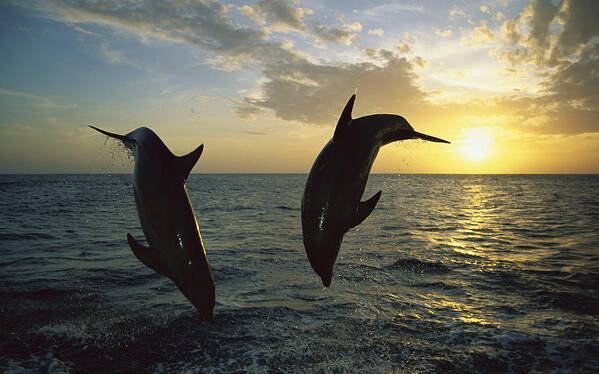 Mp Poster featuring the photograph Bottlenose Dolphin Tursiops Truncatus #3 by Konrad Wothe
