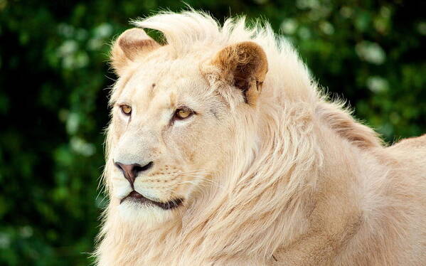 White Lion Poster featuring the photograph White Lion #7 by Jackie Russo