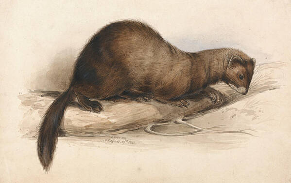 English Art Poster featuring the drawing A Weasel by Edward Lear