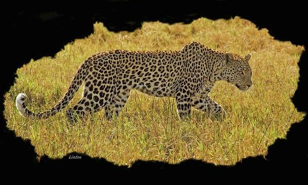 Leopard Poster featuring the digital art African Leopard 7 by Larry Linton