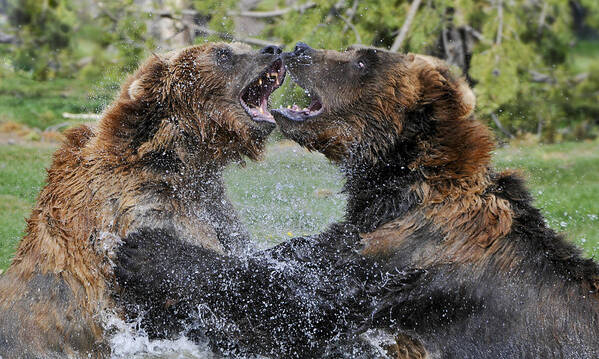 Yellowstone Poster featuring the photograph Agree To Disagree by Sandra Bronstein