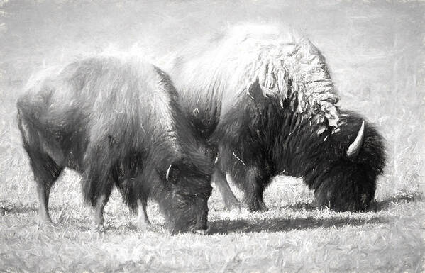 Art. Artistic Poster featuring the photograph American Bison in Charcoal by Linda Phelps