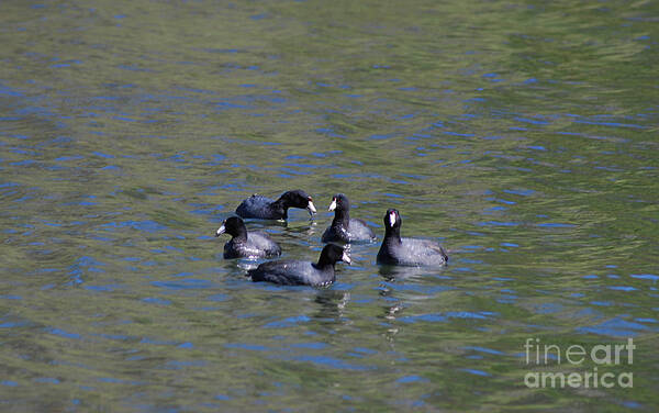 Spring Poster featuring the photograph American Coots 20120405_278a by Tina Hopkins