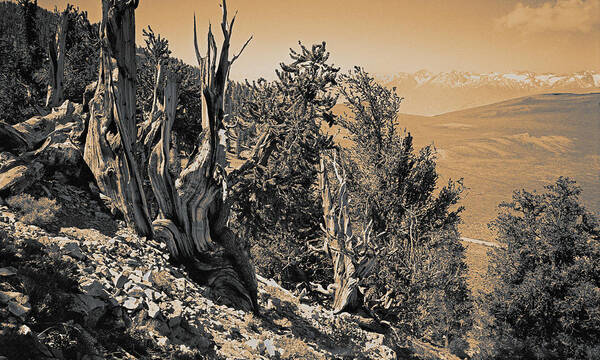 Bristlecone Pine Poster featuring the photograph Ancient Bristlecone Pine Tree, Composition 10 sepia toned, Inyo National Forest, California by Kathy Anselmo