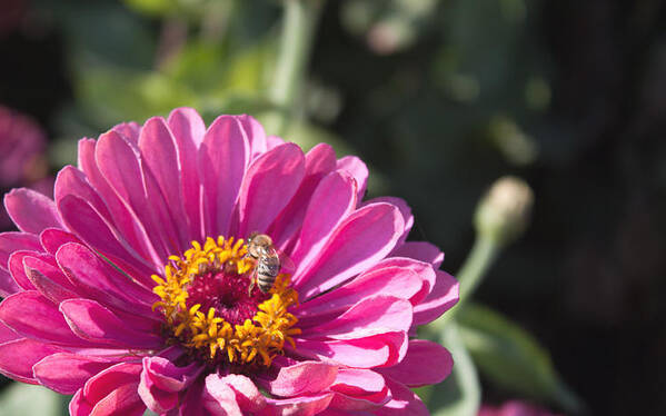 Bee Poster featuring the photograph Another work day by Lora Lee Chapman