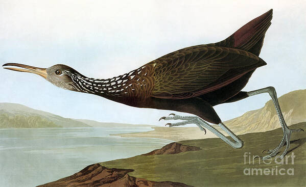 19th Century Poster featuring the photograph Audubon: Limpkin by Granger