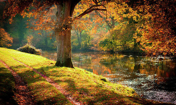  Autumn Poster featuring the photograph Autumnal Tamar River Walk, Devon, England. by Maggie Mccall