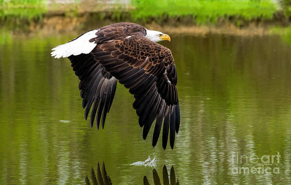 Birds Poster featuring the photograph Bald eagle over a pond by Les Palenik