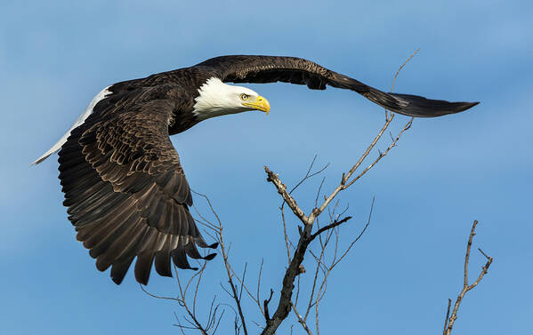 Loree Johnson Poster featuring the photograph Bald Eagle Swoosh by Loree Johnson