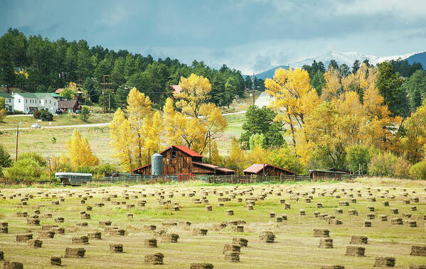 Gold Poster featuring the photograph Bales and Aspen by Marilyn Hunt