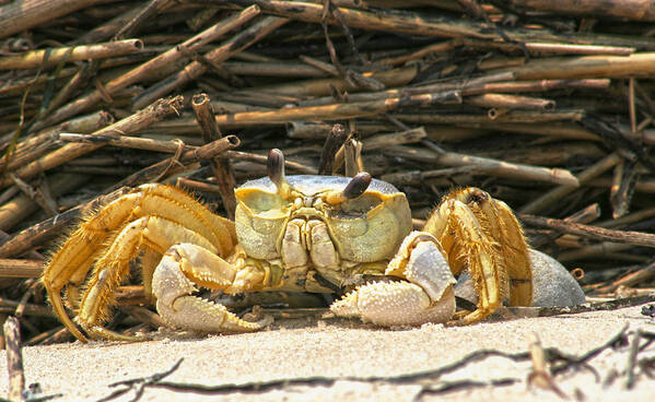 Carb Shore Beach Sand Salt Straw Ocean Sea Coast Poster featuring the photograph Beach Crab by Robert Och