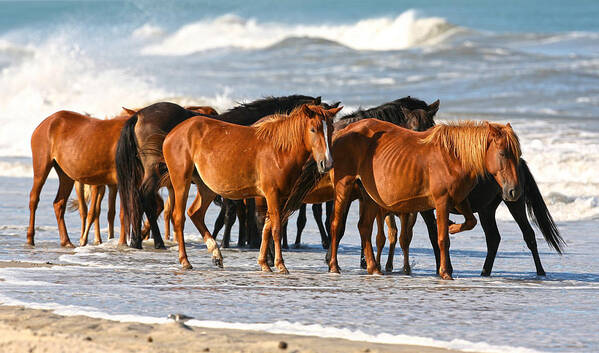 Waves Poster featuring the photograph Beach Ponies by Robert Och