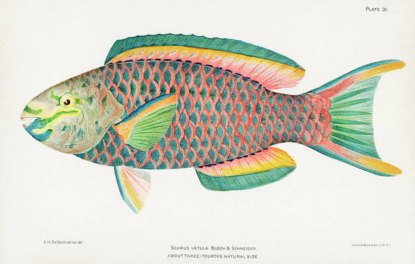 1899 Poster featuring the drawing Beautifully colored exotic fish by Vincent Monozlay