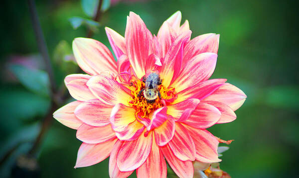 Dahlia Poster featuring the photograph Bee In The Center by Cynthia Guinn