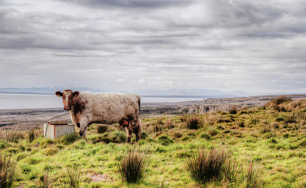 Ireland Poster featuring the photograph Besty My Irish Cow by Natasha Bishop