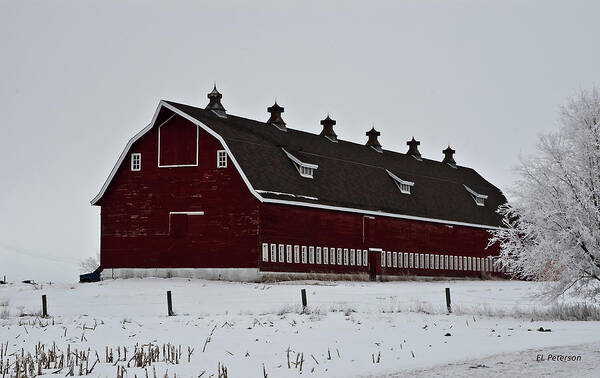 Barns Poster featuring the photograph Big Red Barn in the Winter by Ed Peterson