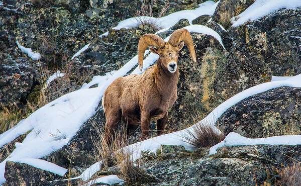 Bighorn Sheep Poster featuring the photograph Bighorn Ram 3 by Jason Brooks