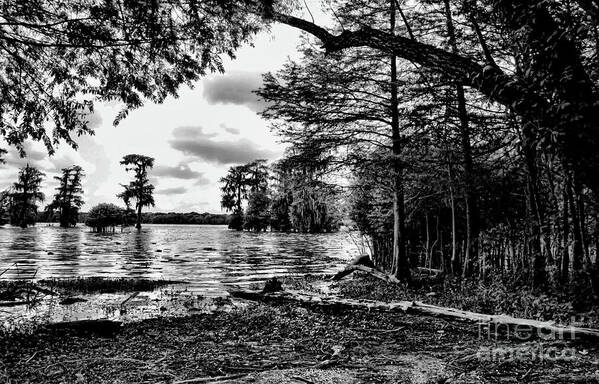 Lake Martin Poster featuring the photograph Black White Cypress Swamps LA by Chuck Kuhn