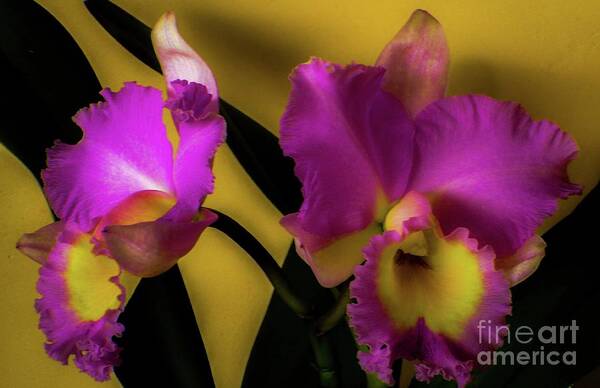 Blooming Poster featuring the photograph Blooming Cattleya Orchids by D Davila