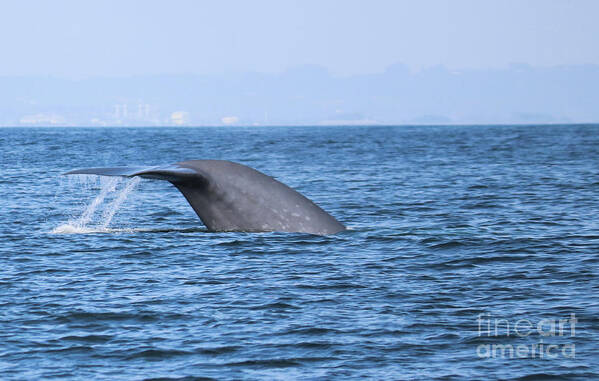 Blue Whale Poster featuring the photograph Blue Whale Tail Flop by Suzanne Luft