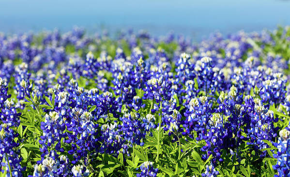 Austin Poster featuring the photograph Bluebonnets by Raul Rodriguez