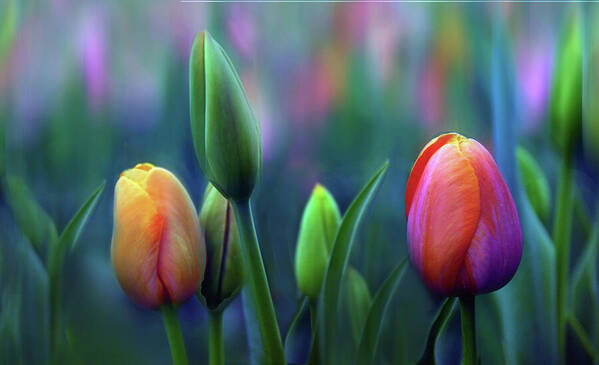 Tulips Poster featuring the photograph Breezy by Jessica Jenney