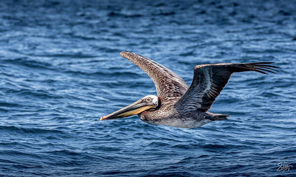 Brown Pelican Poster featuring the photograph Brown Pelican 5 by Endre Balogh