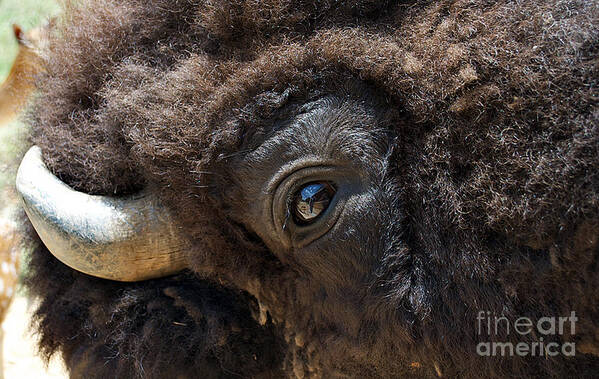 Nature Poster featuring the photograph Buff Eye by Skip Willits