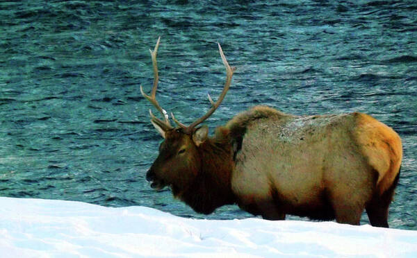 Wildlife Elk Photographs Poster featuring the photograph Bull Elk in Winter by C Sitton