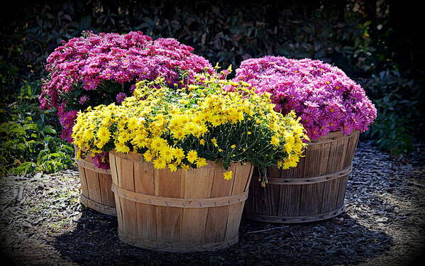 Flowers Poster featuring the photograph Bushels of Fall Flowers by AJ Schibig