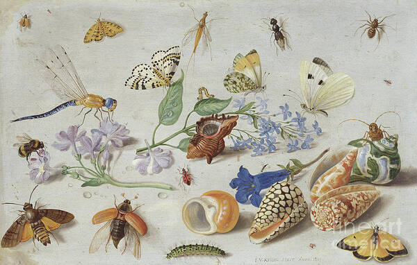 Butterflies And Other Insects Poster featuring the painting Butterflies and other Insects, 1661 by Jan Van Kessel