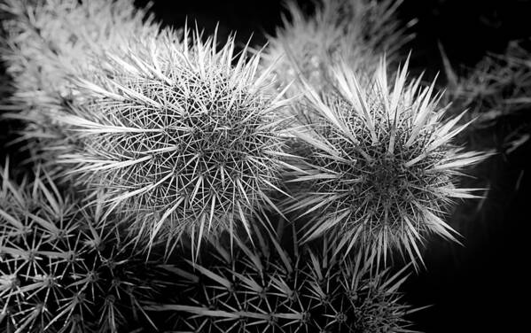 Cactus Poster featuring the photograph Cactus Spines by Phyllis Denton