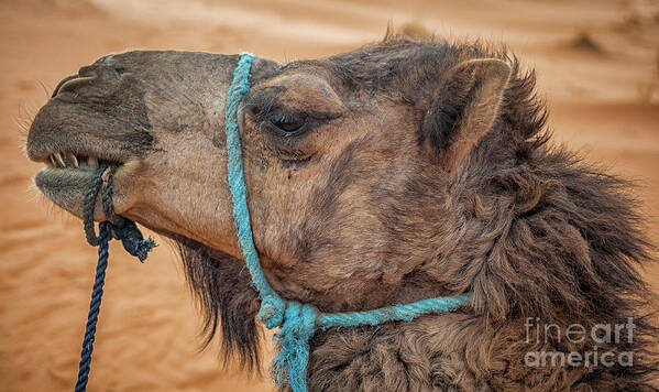 Desert Poster featuring the photograph Camel head by Patricia Hofmeester