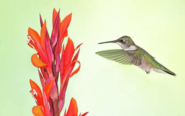 Ruby Throated Hummingbird Poster featuring the photograph Canna and Pollinator by Jim Zablotny
