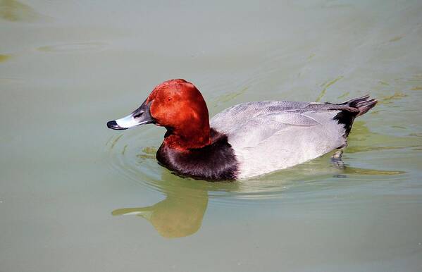 Canvasback Poster featuring the photograph Canvasback by Cynthia Guinn