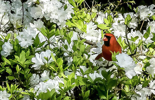 Flowers Poster featuring the photograph Cardinal and Azaleas by Ed Stines