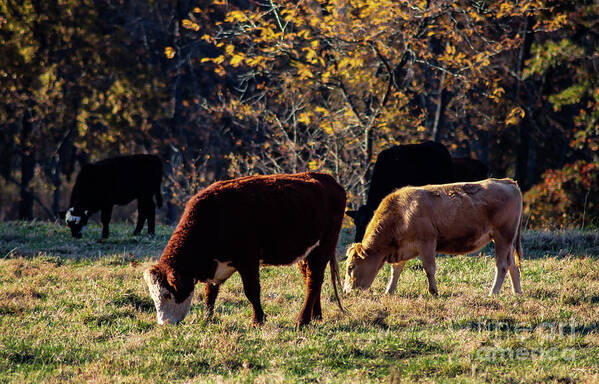 Oklahoma Poster featuring the photograph Cattle Grazing in Sunlight by Susan Vineyard