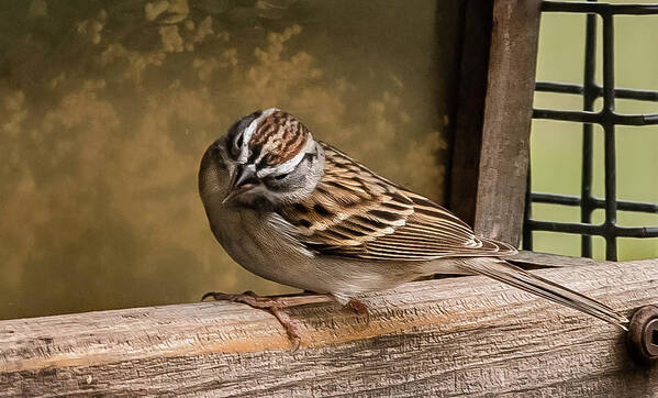 Birds Poster featuring the photograph Chipping Sparrow by Cynthia Wolfe