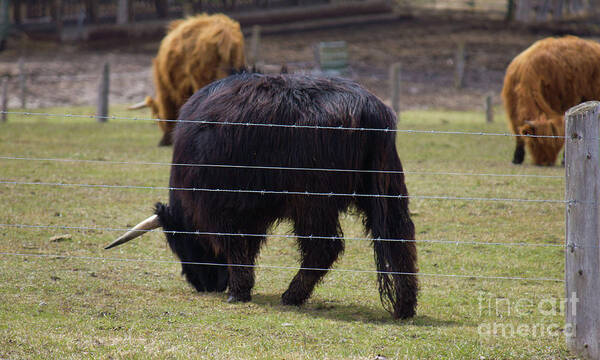 Chocolate Cow Poster featuring the photograph Chocolate Highland Cow in Pasture by Donna L Munro