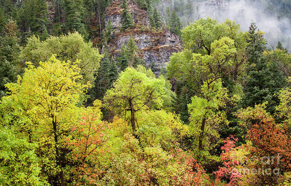 Cliffside Fog Poster featuring the photograph Cliffside Fog by David Millenheft