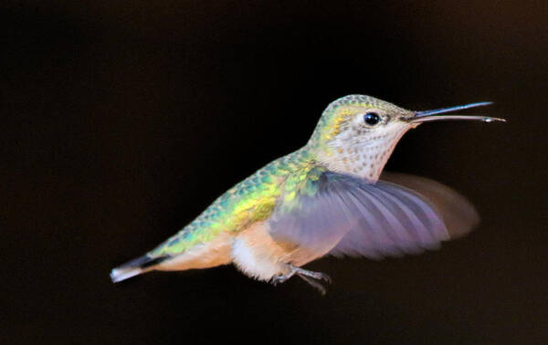 Hummingbird Poster featuring the photograph Colorful Hummingbird by Dorothy Cunningham