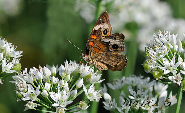 Common Buckeye Butterfly Poster featuring the photograph Common Buckeye Butterfly by Diane Giurco