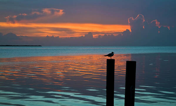 Tropical Poster featuring the photograph Conch Key Sunset Bird on Piling by Ginger Wakem