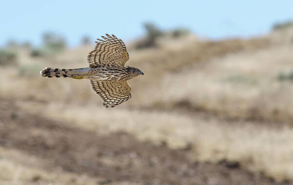 Accipiter Poster featuring the photograph Coopers Hawk in flight by Rick Mosher